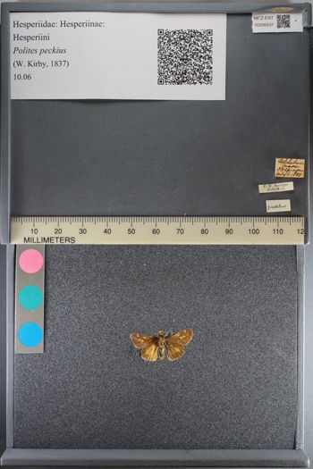 Media type: image;   Entomology 206537